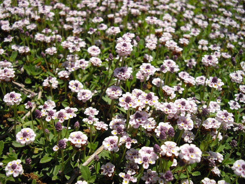 Phyla nodiflora photo
